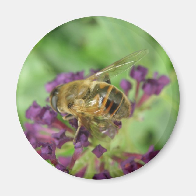 Honigbiene und Purple Flowers Magnet (Vorne)