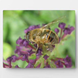 Honigbiene und Purple Flowers Plaque Fotoplatte