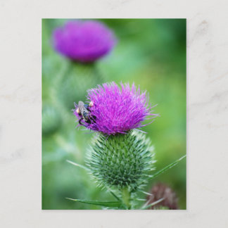 Honigbiene und Thistle Postkarte