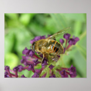 Honigbiene und violette Blumen drucken Poster