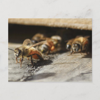 Honigbiene verlasse Bienenstock Postkarte