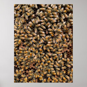 Honigbienen auf Brood Frame Poster