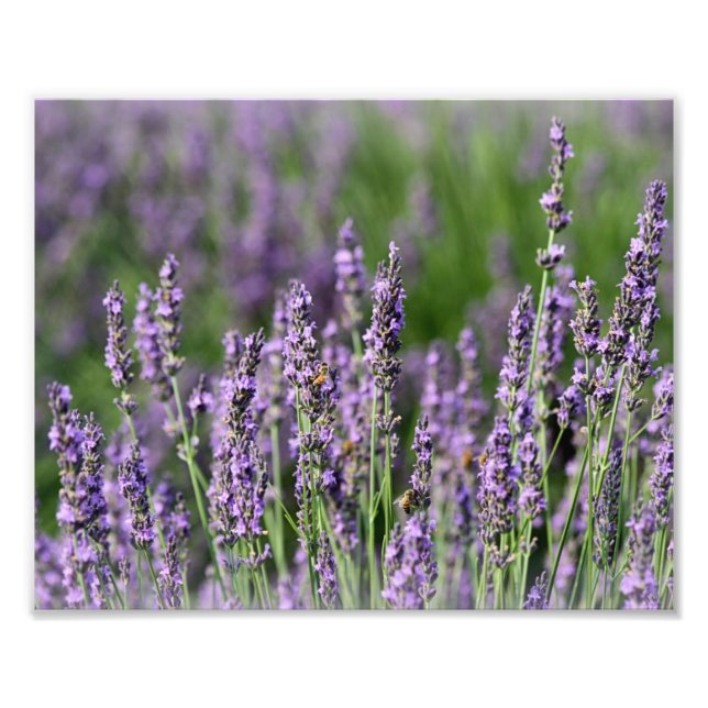 Honigbienen auf Lavendel-Blume Fotodruck (Vorne)