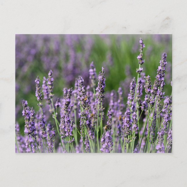 Honigbienen auf Lavendel-Blume Postkarte (Vorderseite)