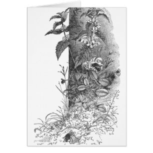 Honigbienen frequentieren blühende Minze