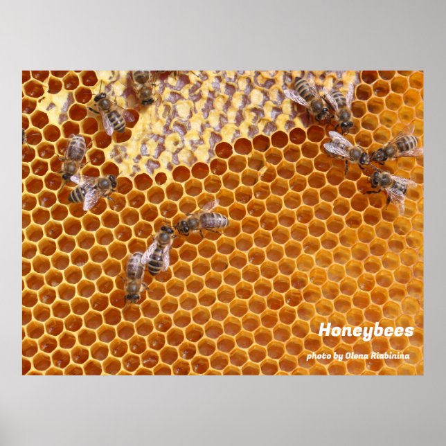 Honigbienen im Bienenposter Poster (Vorne)