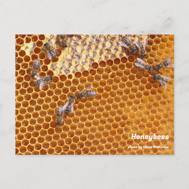 Honigbienen in der Bienenpostkarte Postkarte (Vorderseite)