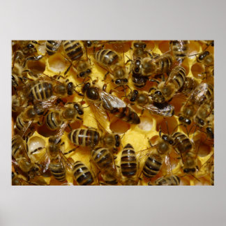 Honigbienen in Hive mit Königin in der Mitte Poster