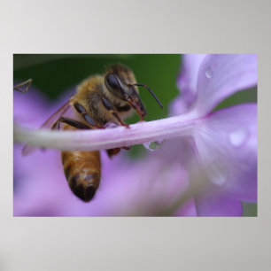 Honigbienen-Plakat Poster