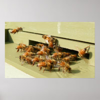 Honigbienen