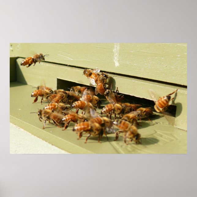 Honigbienen Poster (Vorne)
