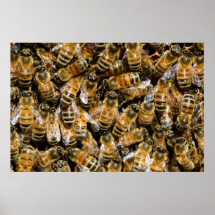 Honigbienen Poster