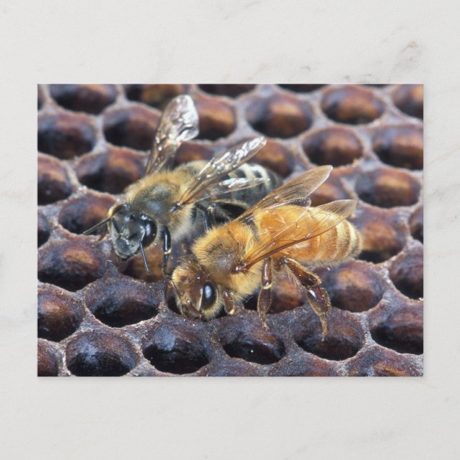 Honigbienen Postkarte (Vorderseite)