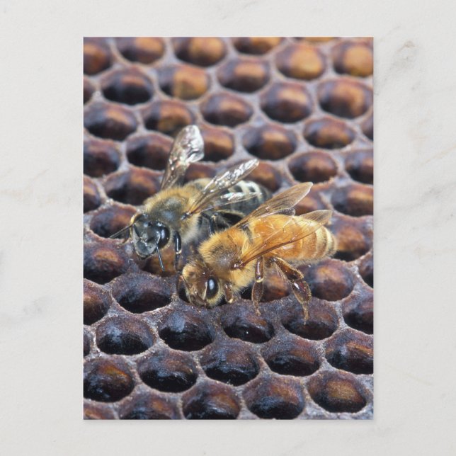 Honigbienen Postkarte (Vorderseite)