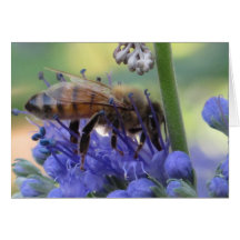 Honigbienen-trinkender Nektar