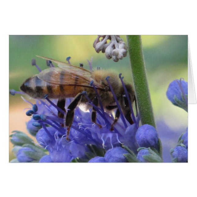 Honigbienen-trinkender Nektar (Vorderseite (Horizontal))