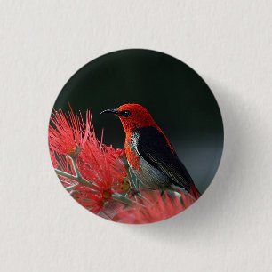 Honigkuchen Button