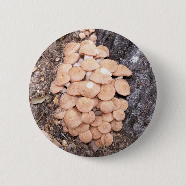 Honigpilze Button (Vorderseite)