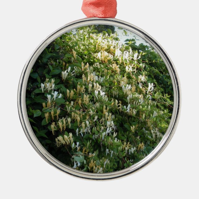 Honigsauce an einer Mauer Silbernes Ornament (Vorne)
