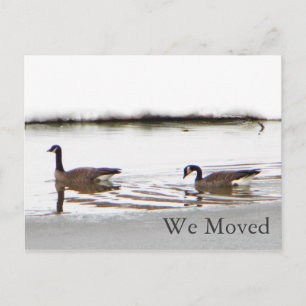 Honkers - Kanada - Gänse Ankündigungspostkarte