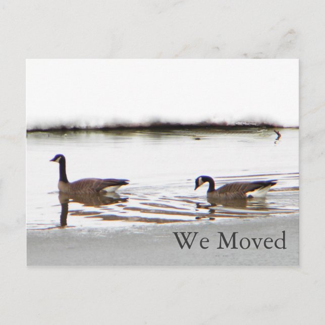 Honkers - Kanada - Gänse Ankündigungspostkarte (Vorderseite)