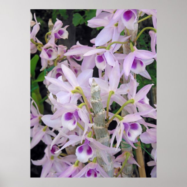 Honohono Orchids Poster (Vorne)