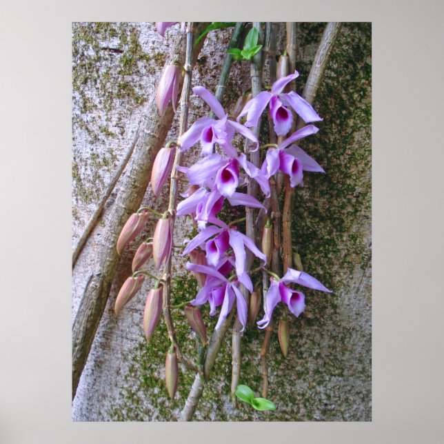 Honohono Orchids Poster (Vorne)