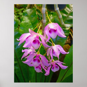 Honohono Orchids und Ferns Poster