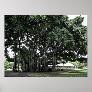 Honolulu Banyan Tree Poster