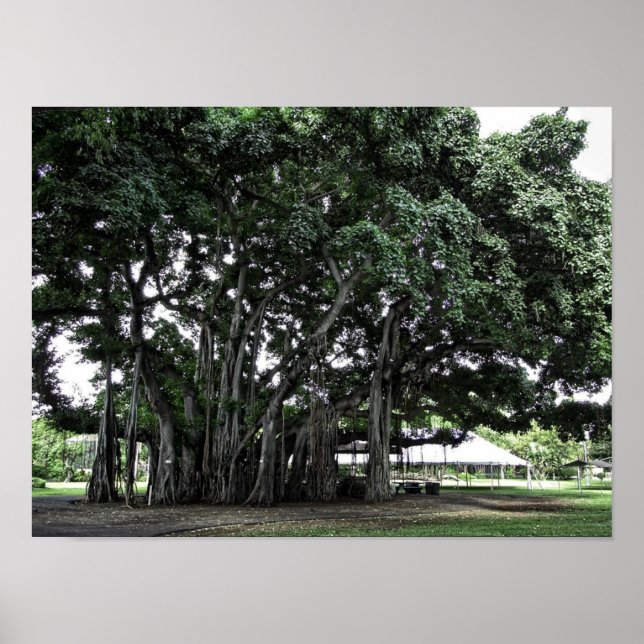 Honolulu Banyan Tree Poster (Vorne)