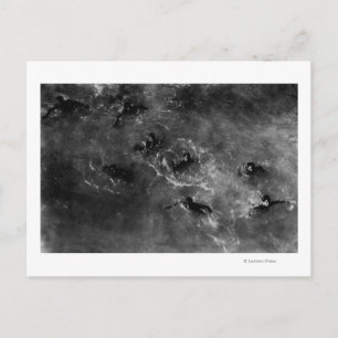 Honolulu, HA - Taucherboys in der Nähe von Honolul Postkarte