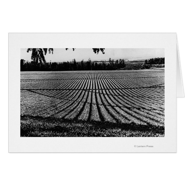 Honolulu, Hawaii - Ansicht der Ananas-Felder (Vorderseite (Horizontal))