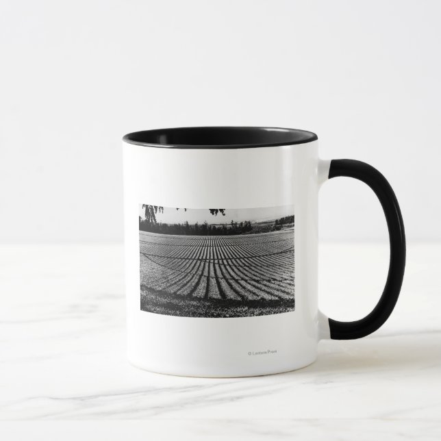 Honolulu, Hawaii - Ansicht der Ananas-Felder Tasse (Rechts)