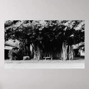 Honolulu, Hawaii - Der Wurstbaum Poster