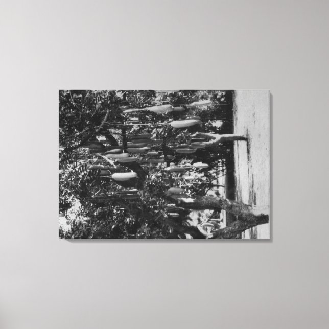 Honolulu, HI - Universität Hawaii Leinwanddruck (Vorderseite)