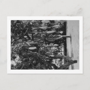 Honolulu, HI - Universität Hawaii Postkarte