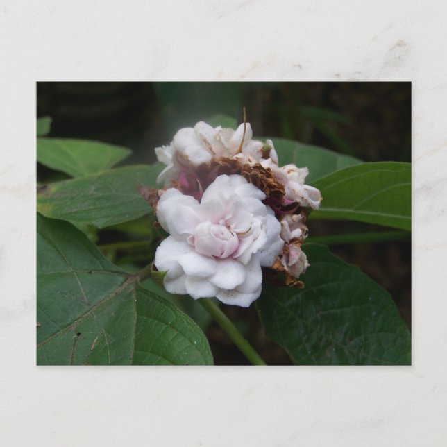 Honolulu Rose Postkarte (Vorderseite)