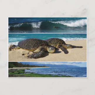 Honu, Hawaiian Green Sea Turtle, Oahu, North Shore Postkarte