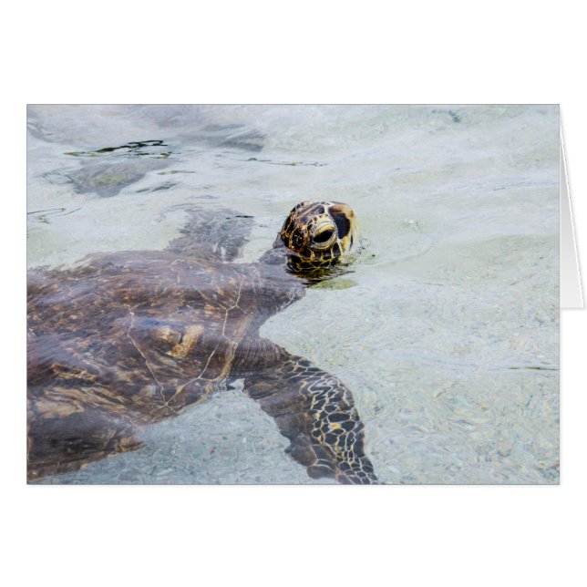 Honu hawaiische Meeresschildkröte - (Vorderseite (Horizontal))
