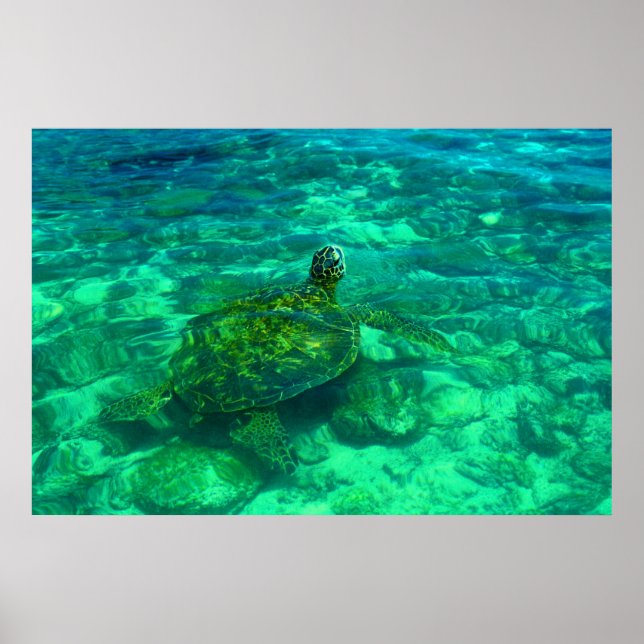 Honu-Meeresschildkröte (36" x 24") Poster (Vorne)