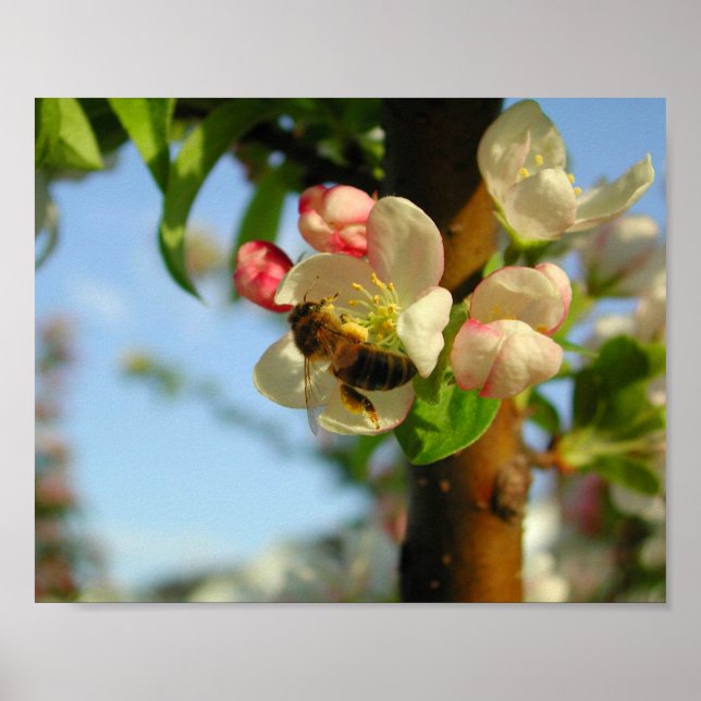 Honyebee 8x10 poster (Vorne)