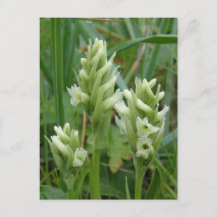 Hooded Ladys Tress, Insel Unalaska Postkarte