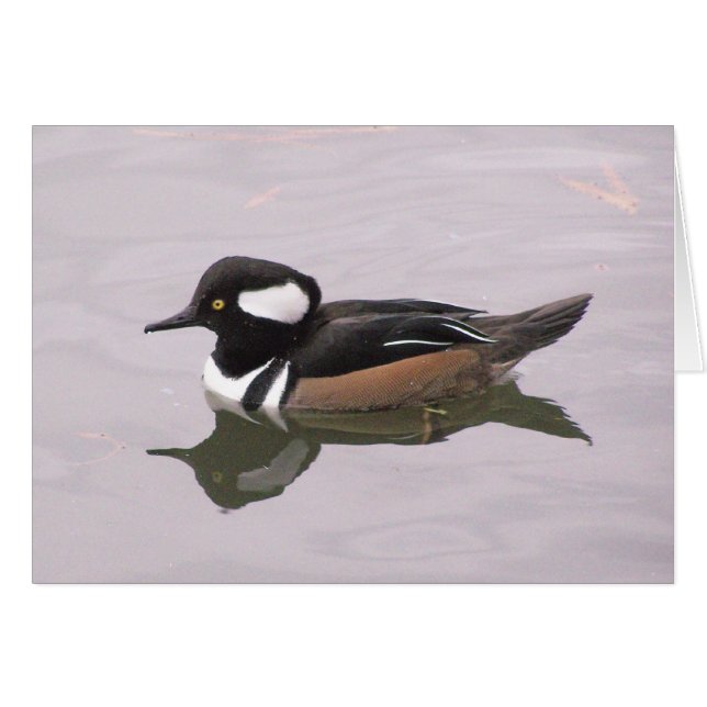 Hooded Merganser (Vorderseite (Horizontal))