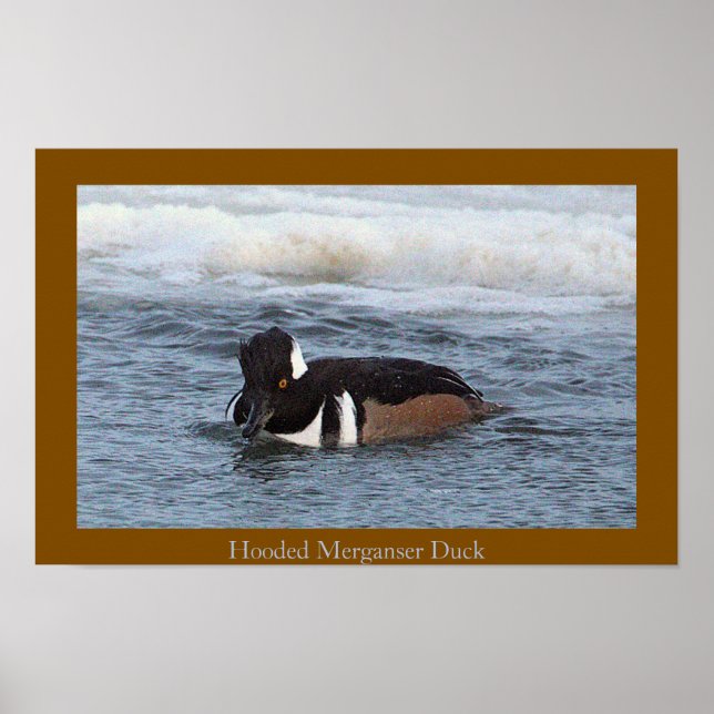 Hooded Merganser Duck Poster (Vorne)