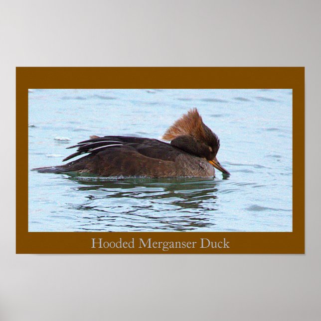 Hooded Merganser Duck Poster (Vorne)