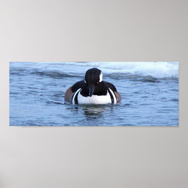 Hooded Merganser Duck Poster (Vorne)