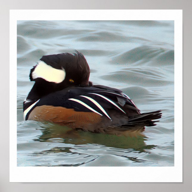 Hooded Merganser Duck Poster (Vorne)
