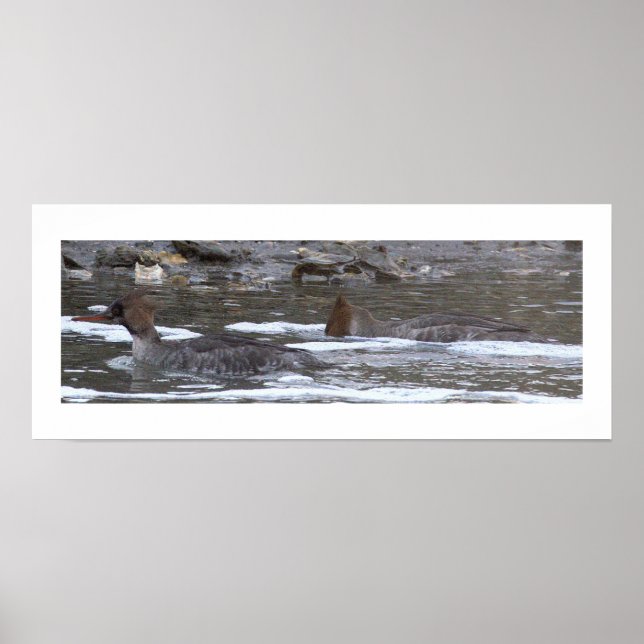 Hooded Merganser Ducks Poster (Vorne)