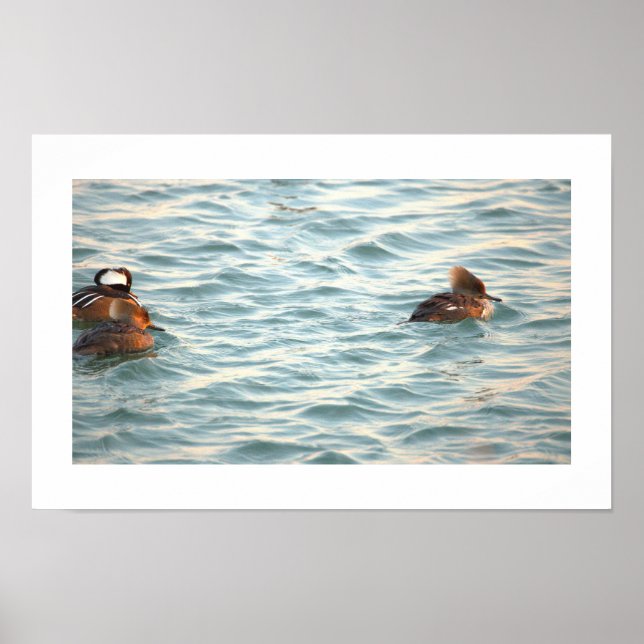 Hooded Merganser Ducks Poster (Vorne)