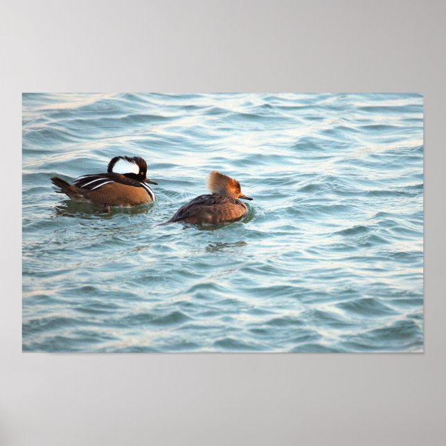 Hooded Merganser Ducks Poster (Vorne)